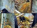 Bears gần hồ để chơi trực tuyến