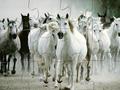 White Horse Jigsaw để chơi trực tuyến