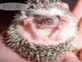 Ném đá hedgehog để chơi trực tuyến